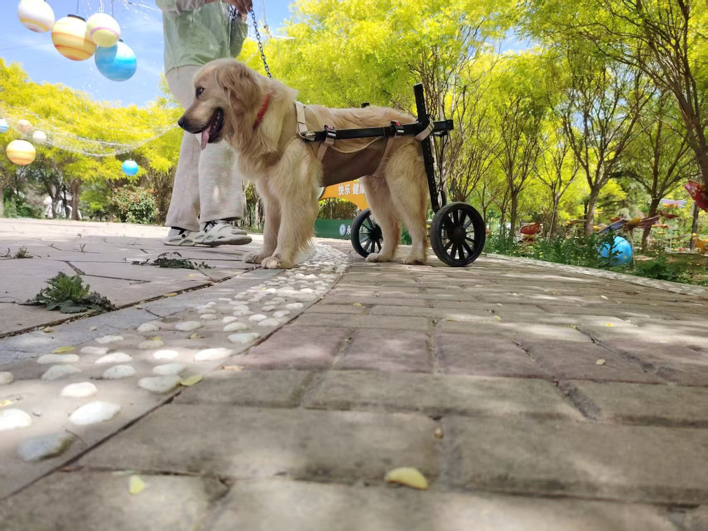 Carrozzina per Cani