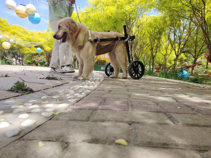 Carrozzina per Cani