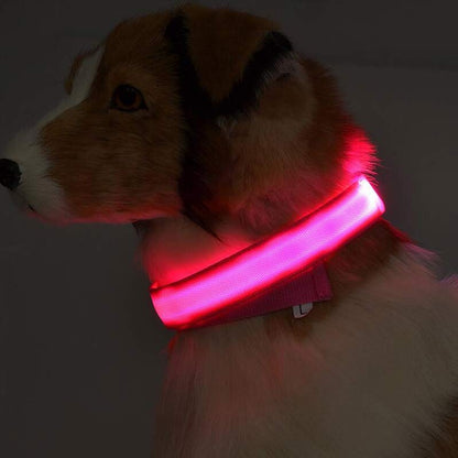 Collare notturno LED per Cani Ricaricabile USB