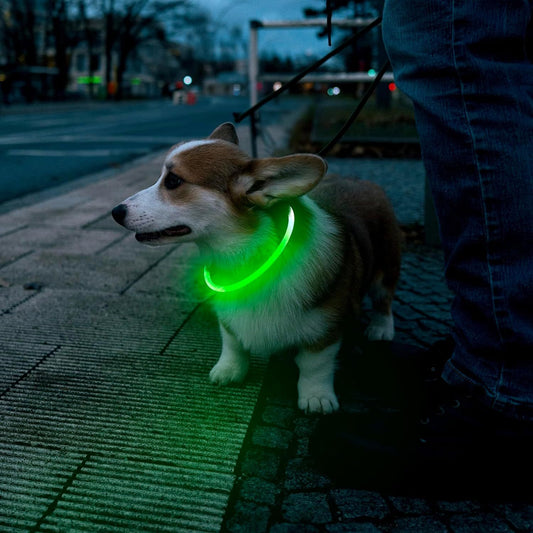 Collare notturno per Cani a LED Ricaricabile USB