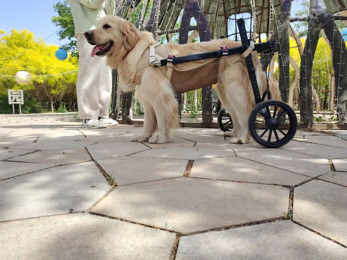 Carrozzina per Cani